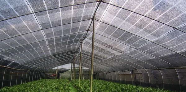 Things Should be Consider Before Buying Shade Netting or Building a Shade House